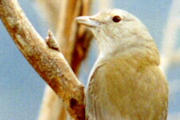 Grey Shrike-thrush (Colluricincla harmonica)